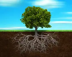 raices arbol small